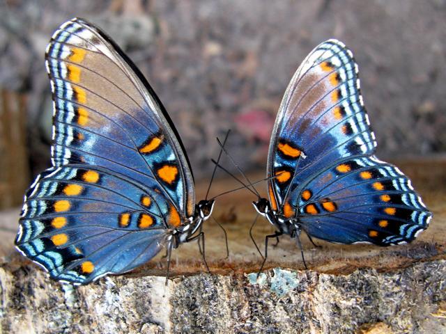 Все о бабочках в Самаре | ЗооТом портал о животных