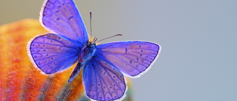 Все о бабочках в Самаре | ЗооТом портал о животных