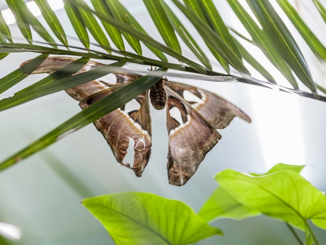 Породы бабочек | ЗооТом - продажа, вязка и услуги для животных в Самаре