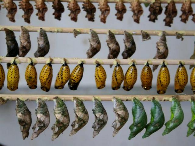 Содержание бабочек и уход за ними | ЗооТом - продажа, вязка и услуги для животных в Самаре