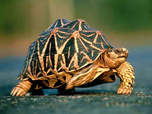 Все о черепахах в Самаре | ЗооТом портал о животных