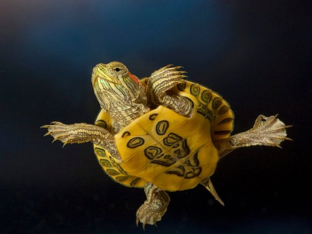 Породы черепах в Самаре | ЗооТом портал о животных