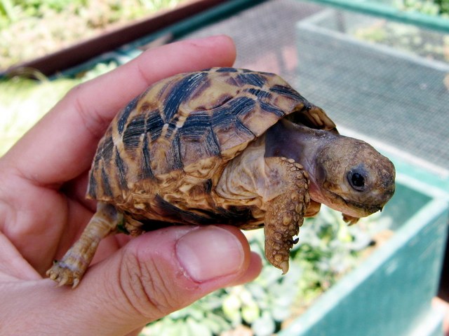 Содержание черепах и уход за ними в Самаре | ЗооТом портал о животных