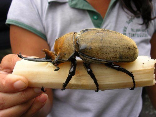 Породы жуков в Самаре | ЗооТом портал о животных