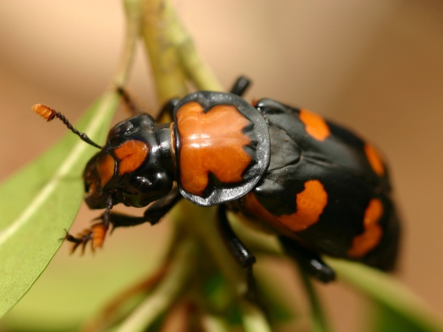 Все о жуках в Самаре | ЗооТом портал о животных