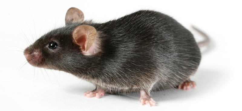 Все о крысах в Самаре | ЗооТом портал о животных