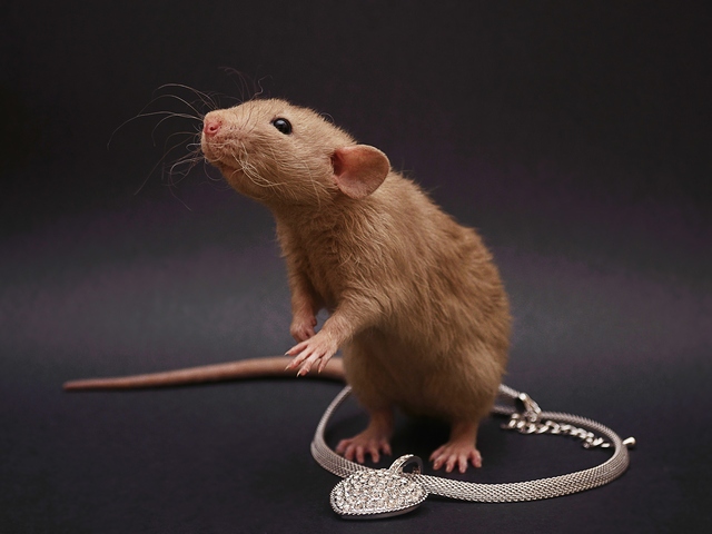 Породы крыс | ЗооТом - продажа, вязка и услуги для животных в Самаре