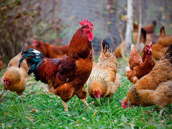 Породы куриц | ЗооТом - продажа, вязка и услуги для животных в Самаре