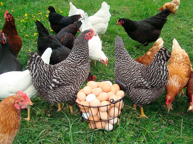 Содержание кур и уход за ними | ЗооТом - продажа, вязка и услуги для животных в Самаре