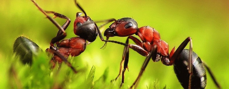 Все о муравьях в Самаре | ЗооТом портал о животных