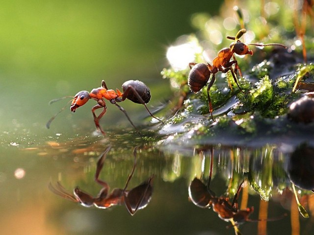 Породы муравьев в Самаре | ЗооТом портал о животных