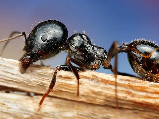 Породы муравьев в Самаре | ЗооТом портал о животных
