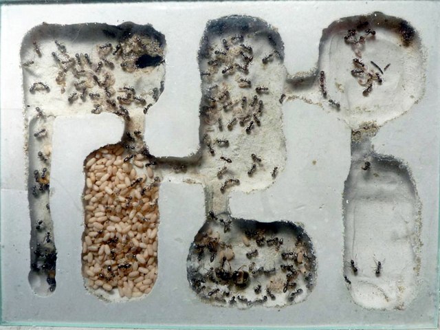 Содержание муравьев и уход за ними в Самаре | ЗооТом портал о животных