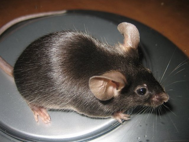 Все о мышах в Самаре | ЗооТом - продажа, вязка и услуги для животных в Самаре