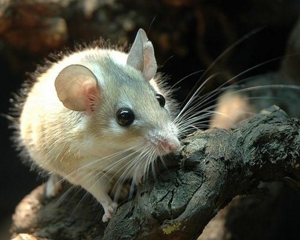 Все о мышах в Самаре | ЗооТом - продажа, вязка и услуги для животных в Самаре