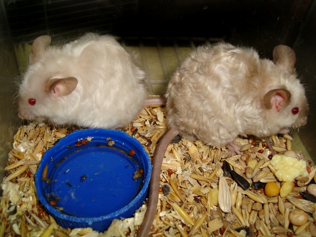Породы мышей | ЗооТом - продажа, вязка и услуги для животных в Самаре