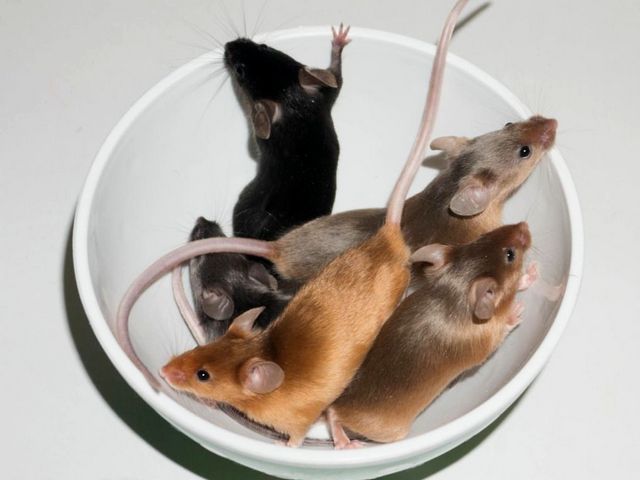 Содержание мышей и уход за ними в Самаре | ЗооТом - продажа, вязка и услуги для животных в Самаре