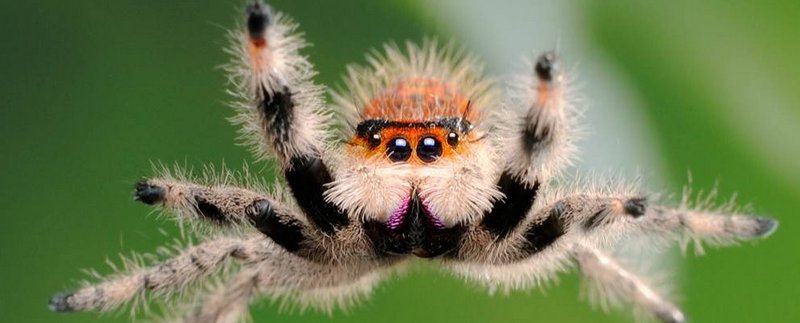 Все о пауках в Самаре | ЗооТом портал о животных