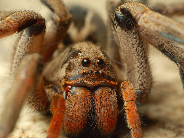 Породы пауков | ЗооТом - продажа, вязка и услуги для животных в Самаре