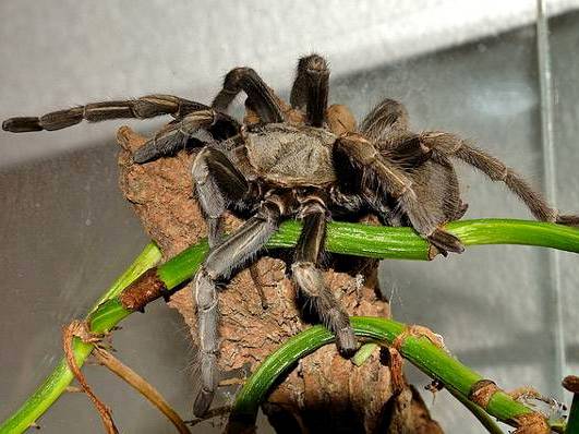Содержание пауков и уход за ними | ЗооТом - продажа, вязка и услуги для животных в Самаре