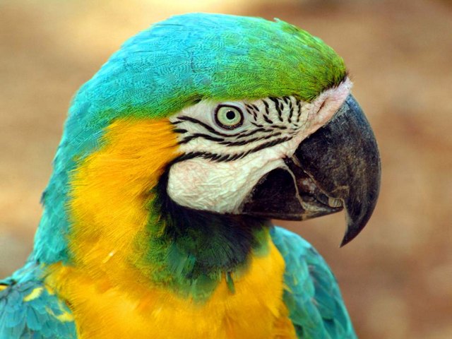 Все о попугаях в Самаре | ЗооТом портал о животных