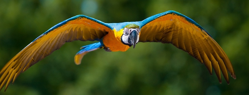 Все о попугаях в Самаре | ЗооТом портал о животных