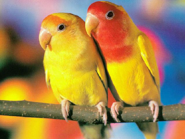 Породы попугаев | ЗооТом - продажа, вязка и услуги для животных в Самаре