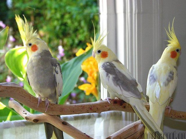 Содержание попугаев и уход за ними | ЗооТом - продажа, вязка и услуги для животных в Самаре