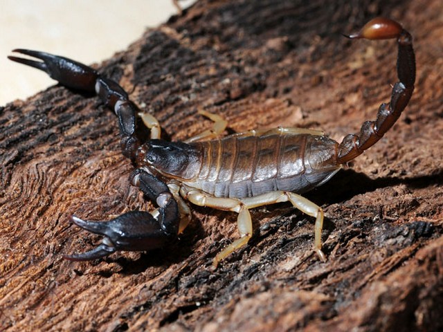 Породы скорпионов в Самаре | ЗооТом портал о животных