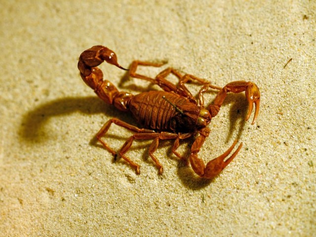 Породы скорпионов в Самаре | ЗооТом портал о животных