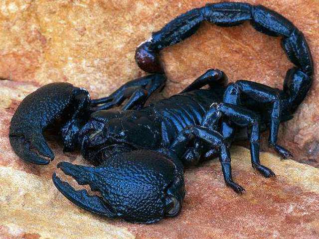 Все о скорпионах в Самаре | ЗооТом портал о животных