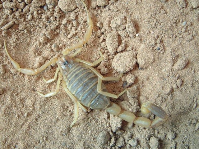 Содержание скорпионов и уход за ними в Самаре | ЗооТом портал о животных