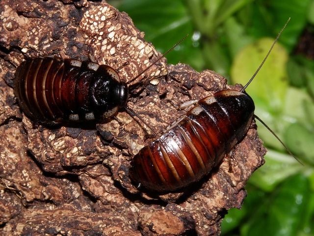 Породы тараканов в Самаре | ЗооТом портал о животных