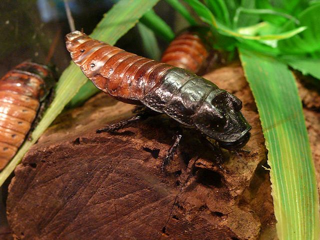 Содержание тараканов и уход за ними в Самаре | ЗооТом портал о животных