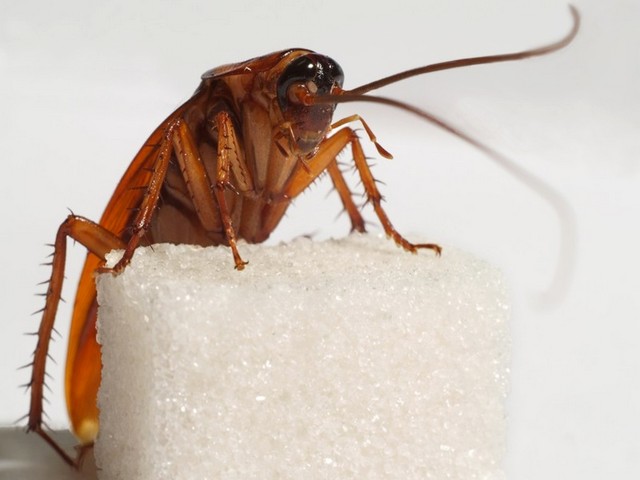 Все о тараканах в Самаре | ЗооТом портал о животных