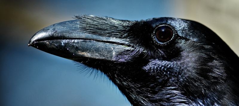 Все о воронах в Самаре | ЗооТом портал о животных