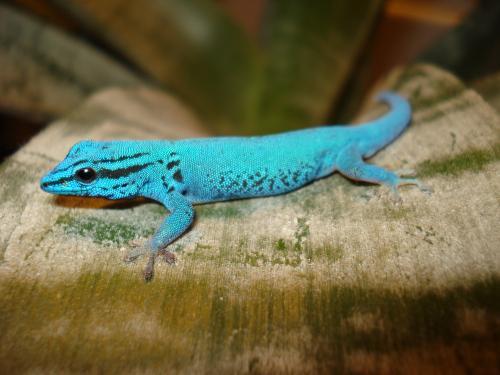 Все о гекконах в Самаре | ЗооТом портал о животных