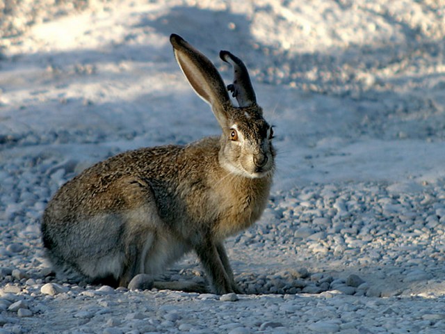 Породы зайцев | ЗооТом - продажа, вязка и услуги для животных в Самаре