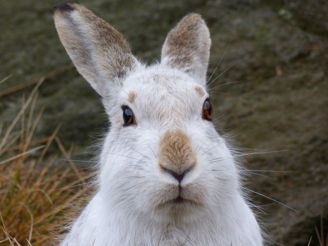Содержание зайцев и уход за ними | ЗооТом - продажа, вязка и услуги для животных в Самаре