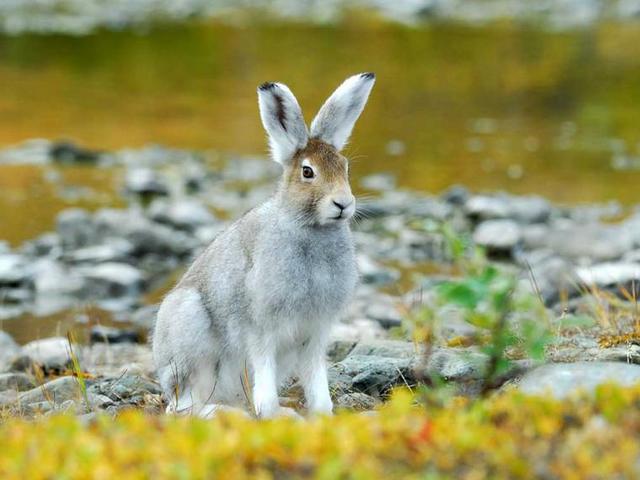 Содержание зайцев и уход за ними | ЗооТом - продажа, вязка и услуги для животных в Самаре