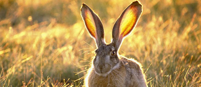 Все о зайцах | ЗооТом - продажа, вязка и услуги для животных в Самаре
