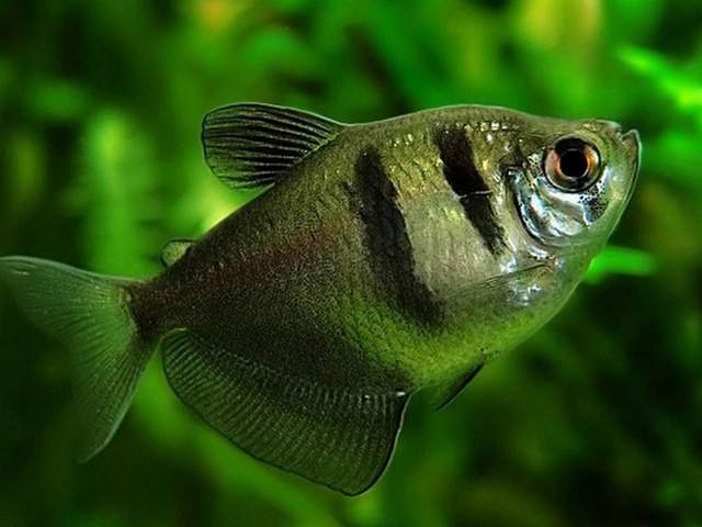 Статьи об аквариумных рыбках в Самаре | ЗооТом портал о животных