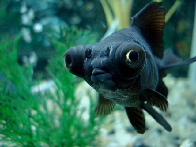 Породы аквариумных рыбок в Самаре | ЗооТом портал о животных