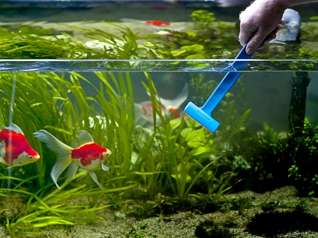 Содержание аквариумных рыбок и уход за ними в Самаре | ЗооТом портал о животных