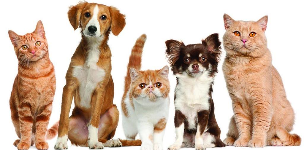 Доска объявлений о животных | ЗооТом - продажа, вязка и услуги для животных в Самаре