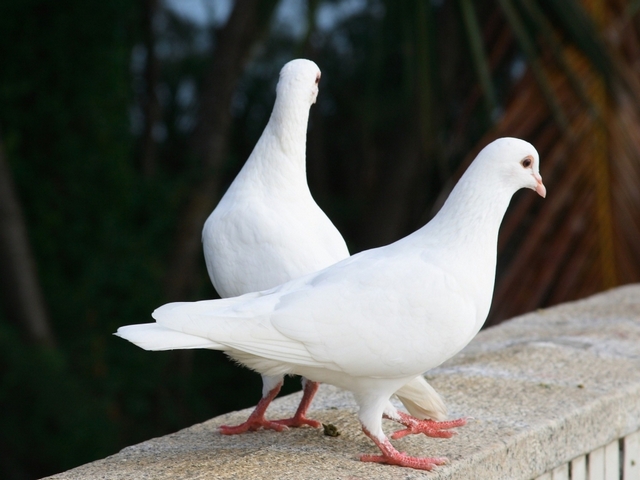 Все о голубях | ЗооТом - продажа, вязка и услуги для животных в Самаре