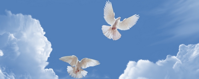 Все о голубях | ЗооТом - продажа, вязка и услуги для животных в Самаре