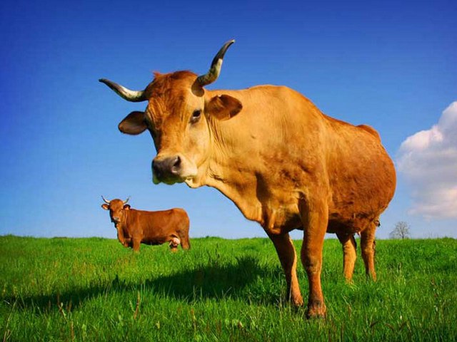 Все о коровах в Самаре | ЗооТом портал о животных