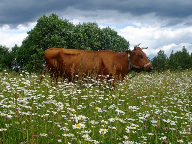 Все о коровах в Самаре | ЗооТом портал о животных