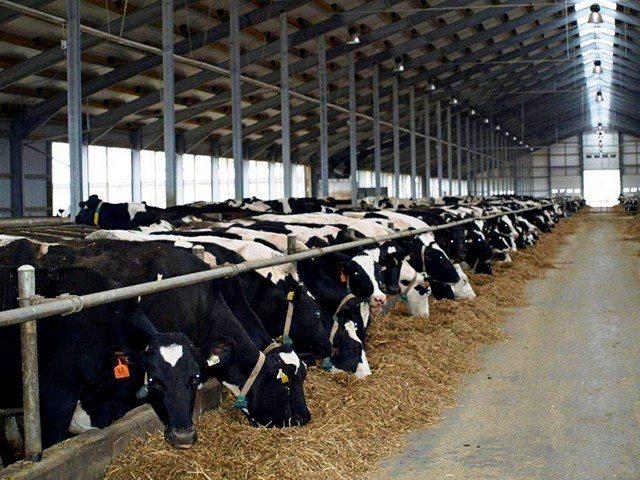 Содержание коров и уход за ними в Самаре | ЗооТом портал о животных